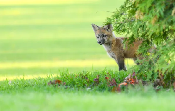 Greens, grass, look, leaves, branches, glade, baby, Fox