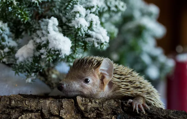 Baby, hedgehog, baby