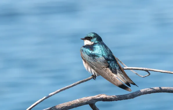 Bird, branch, swallow