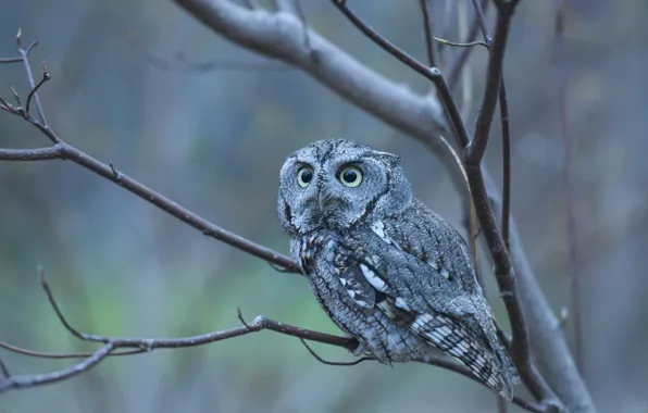 Picture look, branches, owl, bird, owl