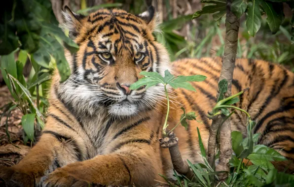 Picture tiger, cub, Sumatran tiger, big cat