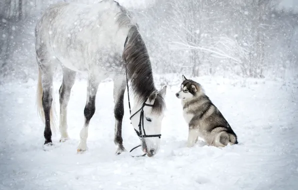 Picture winter, snow, horse, husky