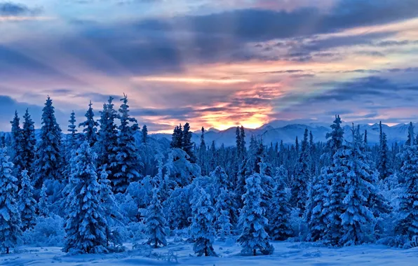 Winter, snow, trees, mountains, Alaska, Alaska