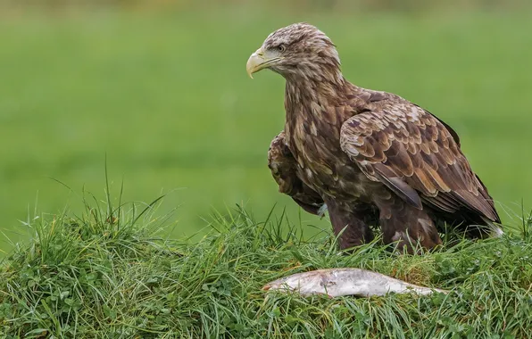 Picture grass, bird, fish, hawk, mining, catch, White-tailed eagle