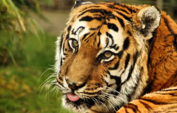 Picture language, look, tiger, predator