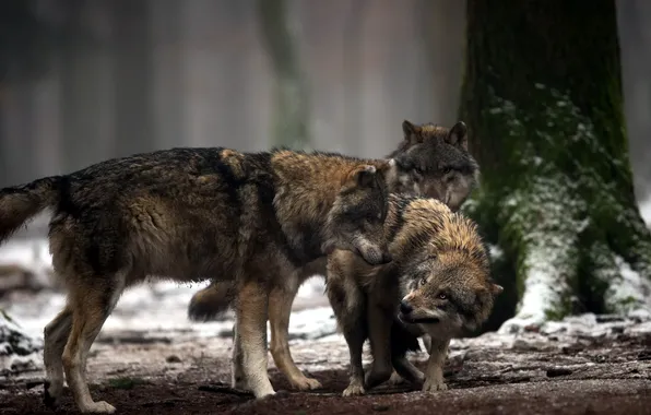 Picture nature, pack, wolves
