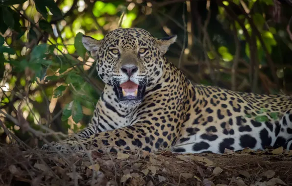 Picture look, predator, Jaguar, wild cat