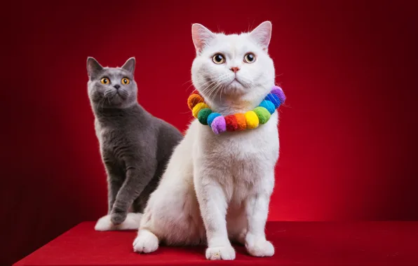 Cat, white, cat, decoration, grey, two, pair, beads