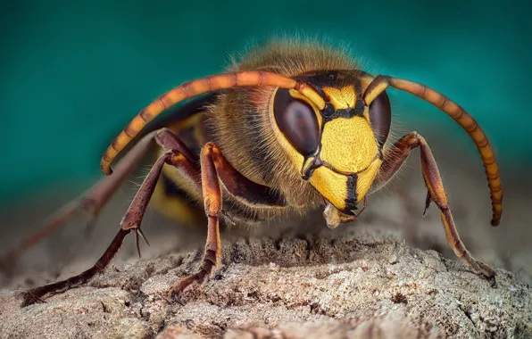 Macro, background, insect, hornet