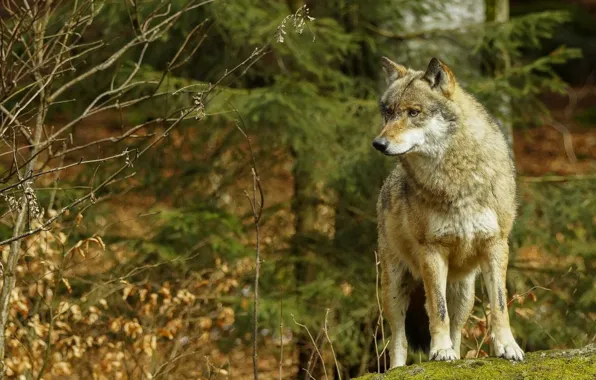 Picture wolf, nature, predator, animal, wolf, wildlife, Canis lupus, portrait.