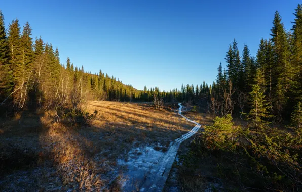Forest, the sky, the sun, trees, ice, Norway, bridges