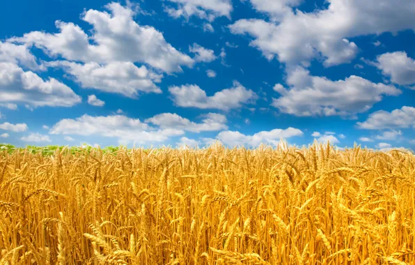 Wheat, field, the sky, the sun, clouds, nature, ears