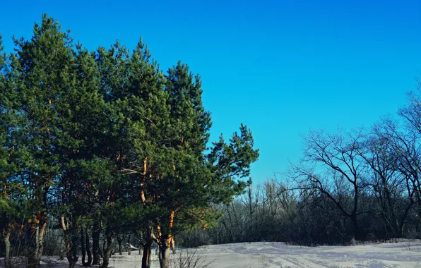 The sun, The sky, Nature, Tree, Trees, Forest, Spruce, Trunk