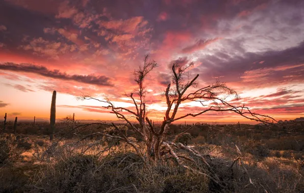 Picture the sky, clouds, trees, sunset, nature, desert, the evening, cacti