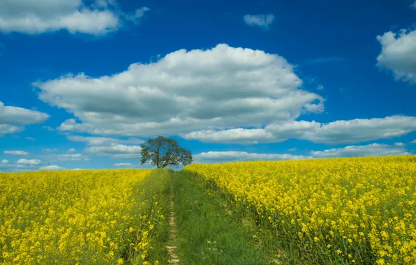 Field, summer, the sky, grass, clouds, flowers, blue, tree