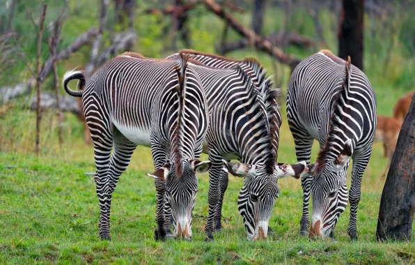 Zebra, three, trio, Zebra, grazing