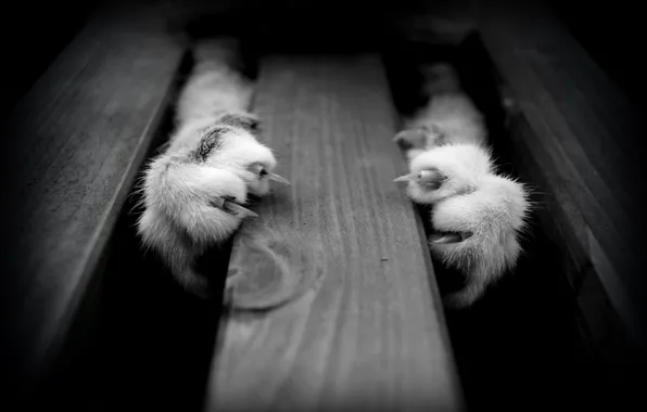 Animals, cats, paws, black and white