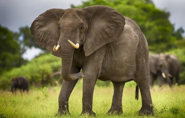 Picture animals, elephant, Savannah, Africa, elephants, tusks