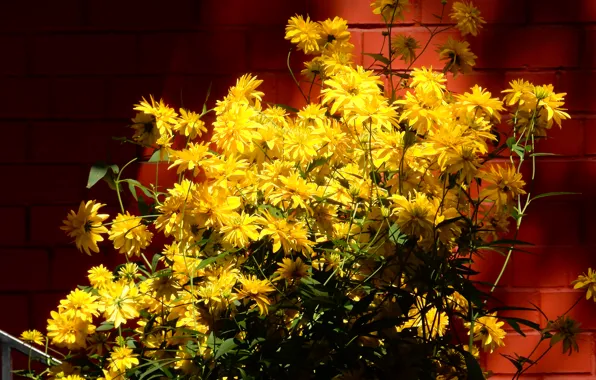 Flowers, widescreen, Wallpaper, Bush, wallpaper, widescreen, background, the Wallpapers