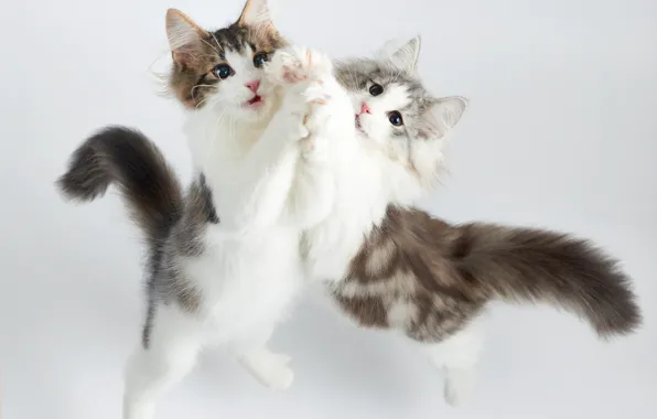 Picture cat, dance, kitty, two