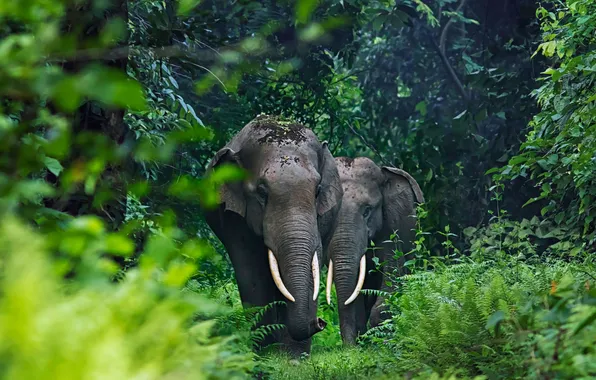 Wallpaper, forest, animal, ..elephant