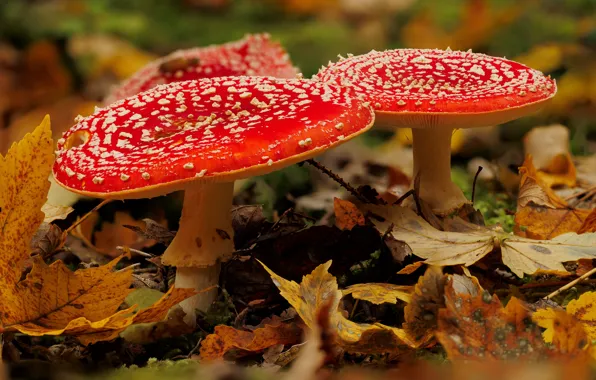 Autumn, forest, foliage, mushrooms, mushroom, Amanita, red, a couple