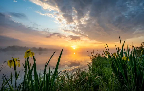 Picture yellow, flowers, morning, reflection, fog, shore, dawn, lake