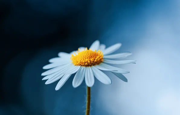 Macro, flowers, nature, background, chamomile