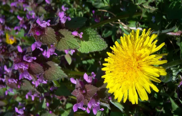 Field, macro, flowers, dandelion, Mamala ©