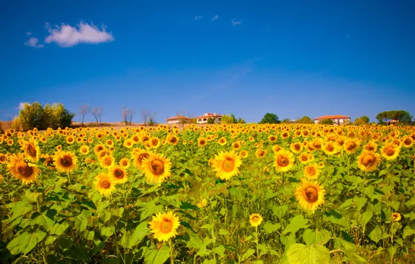 Picture field, sunflowers, nature, Nature, field, sunflowers