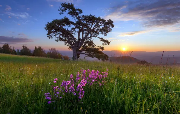 Picture field, summer, flowers