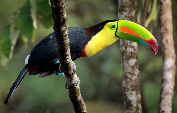 Branches, bird, Toucan