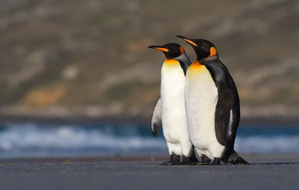 Birds, penguins, pair, two