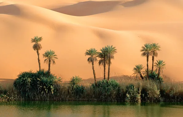 Sand, water, palm trees, desert