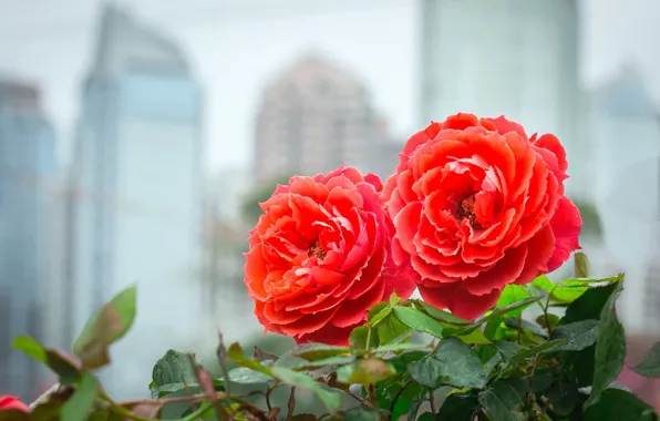 Picture leaves, rose, petals, Bud, flowering