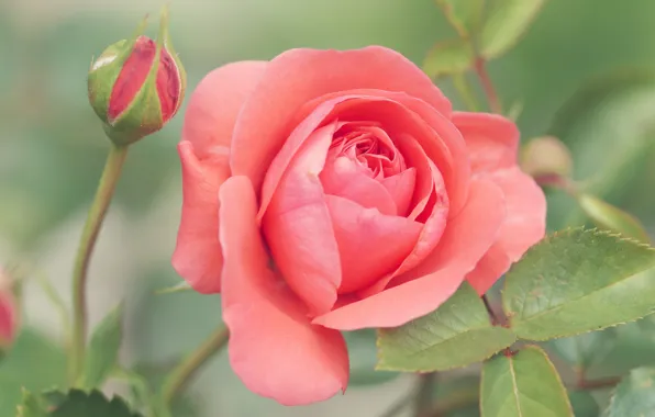 Picture leaves, flowers, roses, pink, buds, salmon