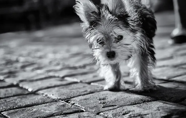 Look, dog, shaggy