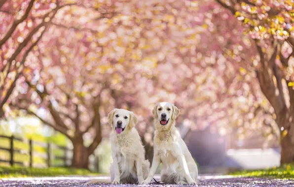 Dogs, look, trees, Park, spring, white, Labrador, flowering