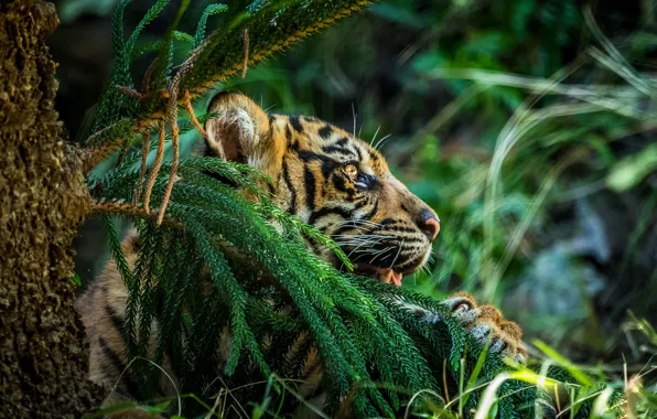 Grass, look, face, leaves, branches, tiger, green, background