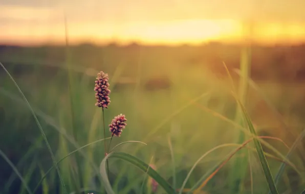 Picture greens, field, summer, grass, flower, sunset