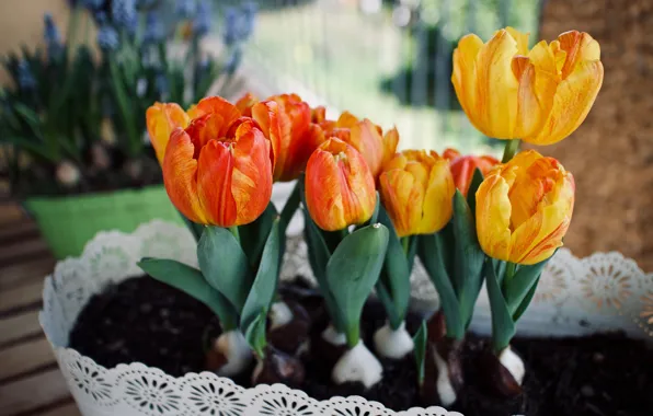 Picture flowers, orange, yellow, earth, spring, garden, tulips, pot