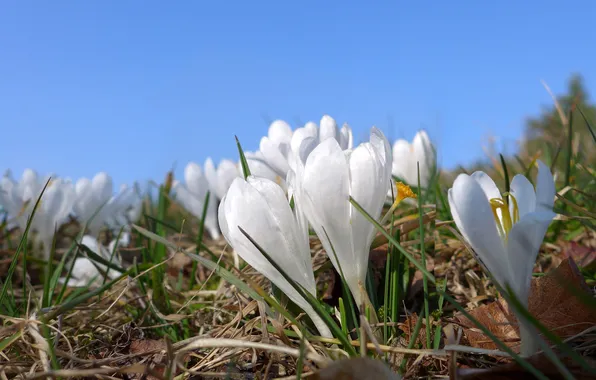 The sky, flowers, blue, glade, spring, crocuses, white, buds