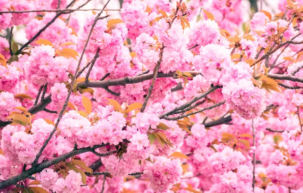 Flowers, branches, tree, spring, pink, flowering, a lot, almonds