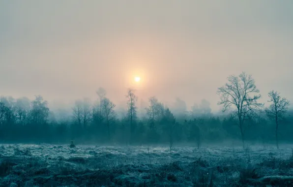 Landscape, fog, morning