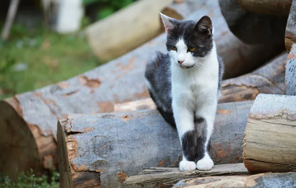 Cat, cat, trees, wood