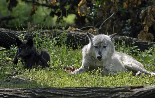 Grass, look, predators, wolves, cub