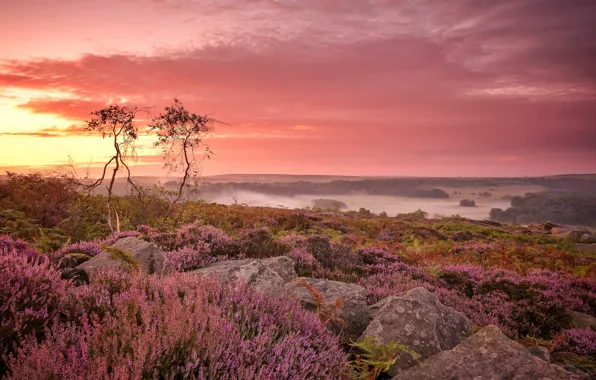 Picture clouds, trees, flowers, stones, England, glow, Derbyshire