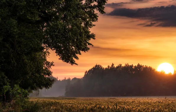 Wheat, forest, summer, sunset, fog, tree, foliage, the evening