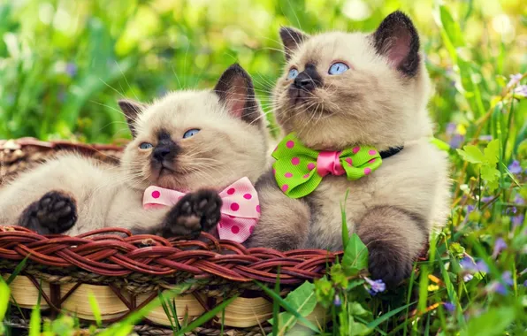 Summer, grass, look, cats, pose, kitty, together, glade