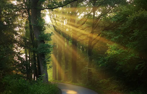 Picture road, greens, forest, the sun, rays, light, trees, branches